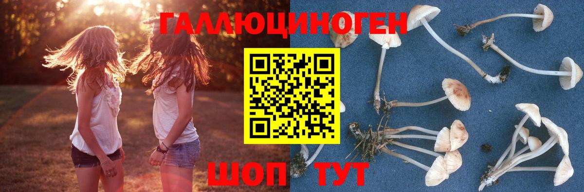 Псилоцибиновые грибы Psilocybine cubensis Нижний Новгород
